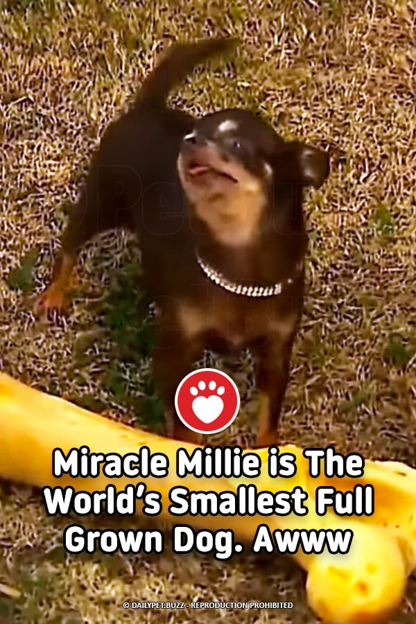Miracle Millie is The World\'s Smallest Full Grown Dog. Awww