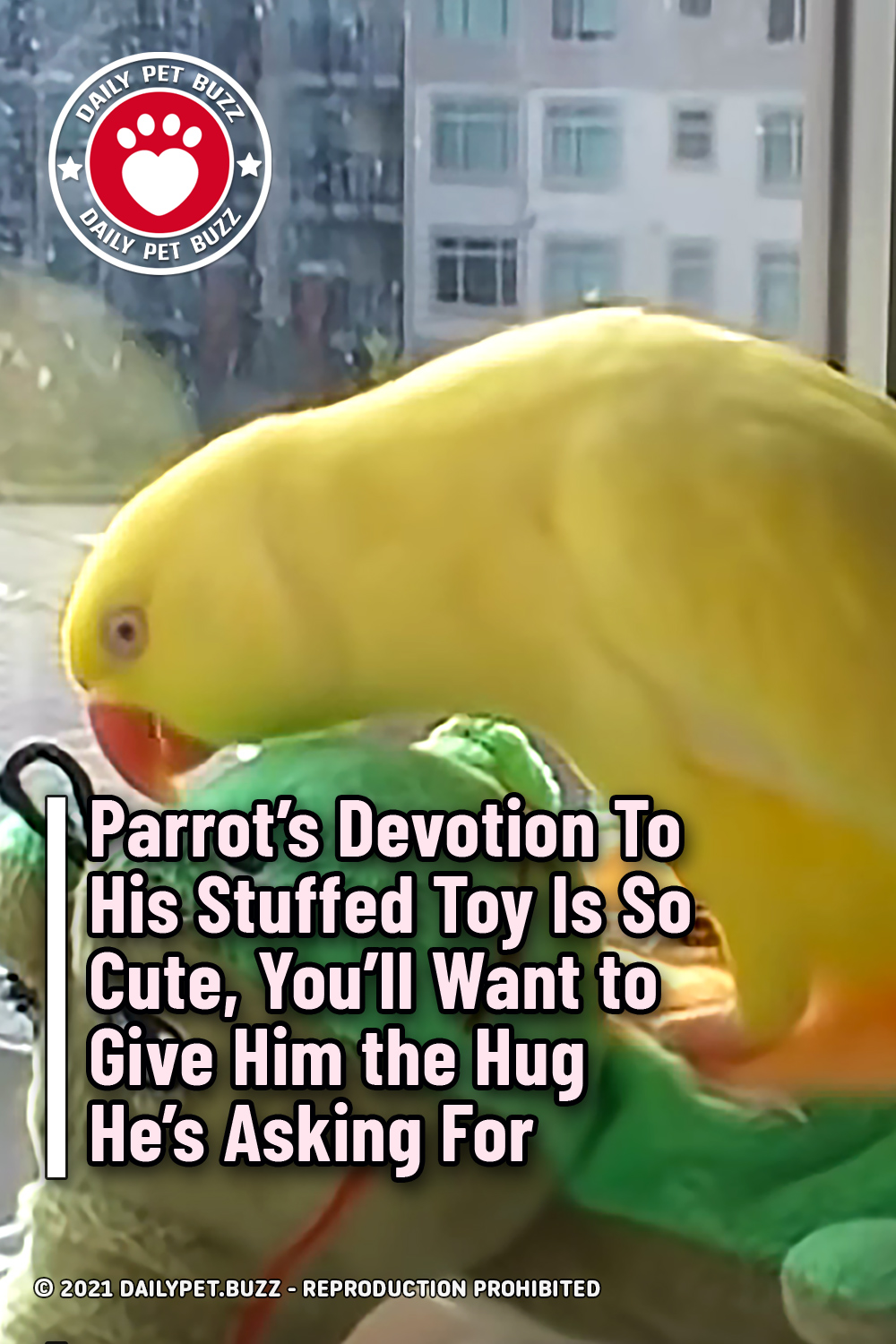Parrot\'s Devotion To His Stuffed Toy Is So Cute, You\'ll Want to Give Him the Hug He’s Asking For