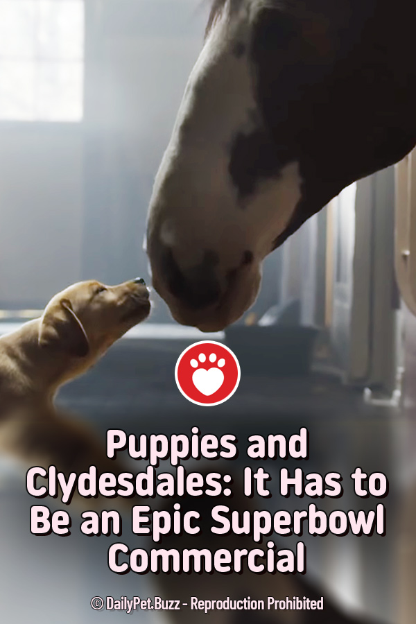 Puppies and Clydesdales: It Has to Be an Epic Superbowl Commercial