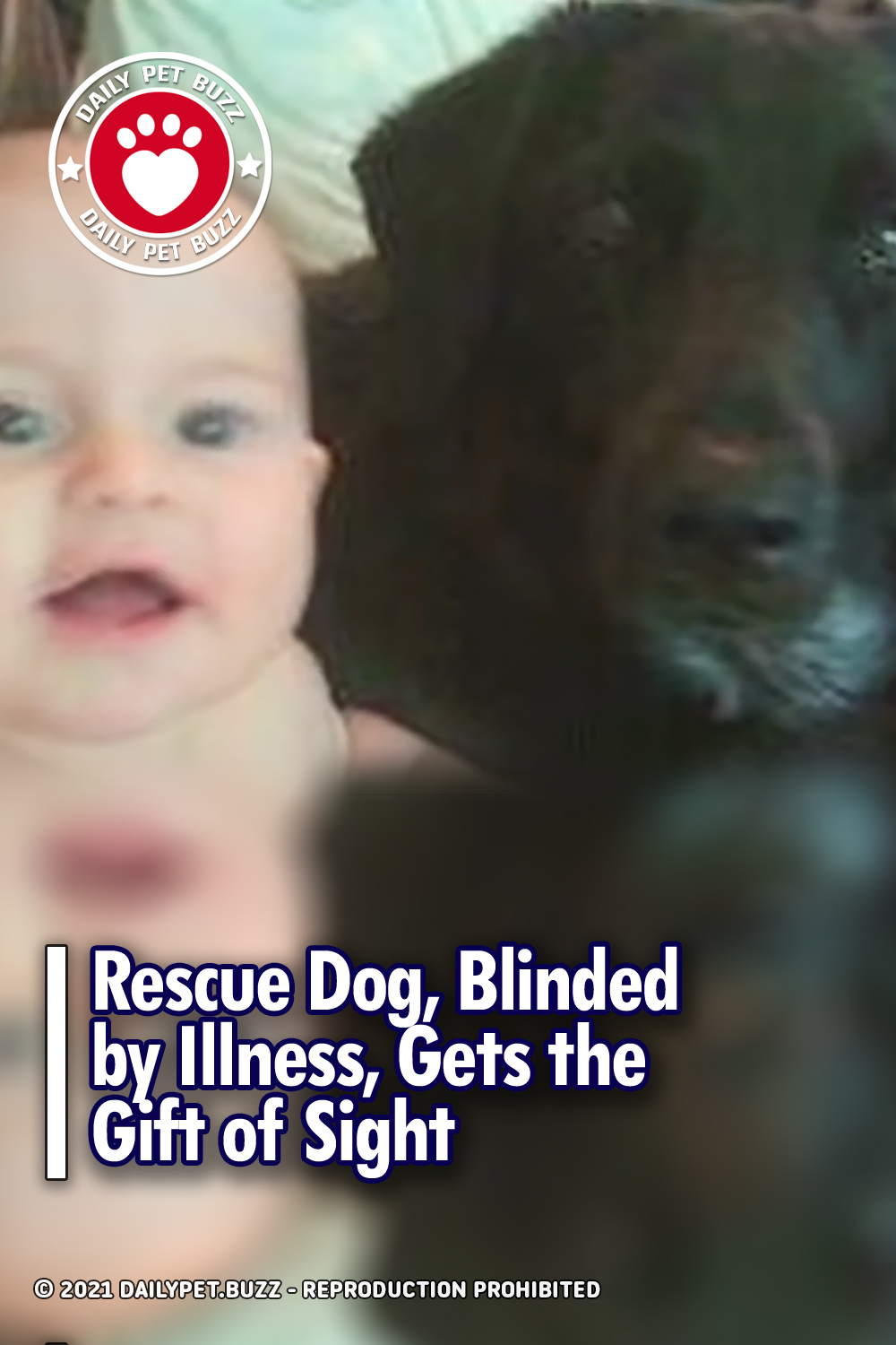 Rescue Dog, Blinded by Illness, Gets the Gift of Sight