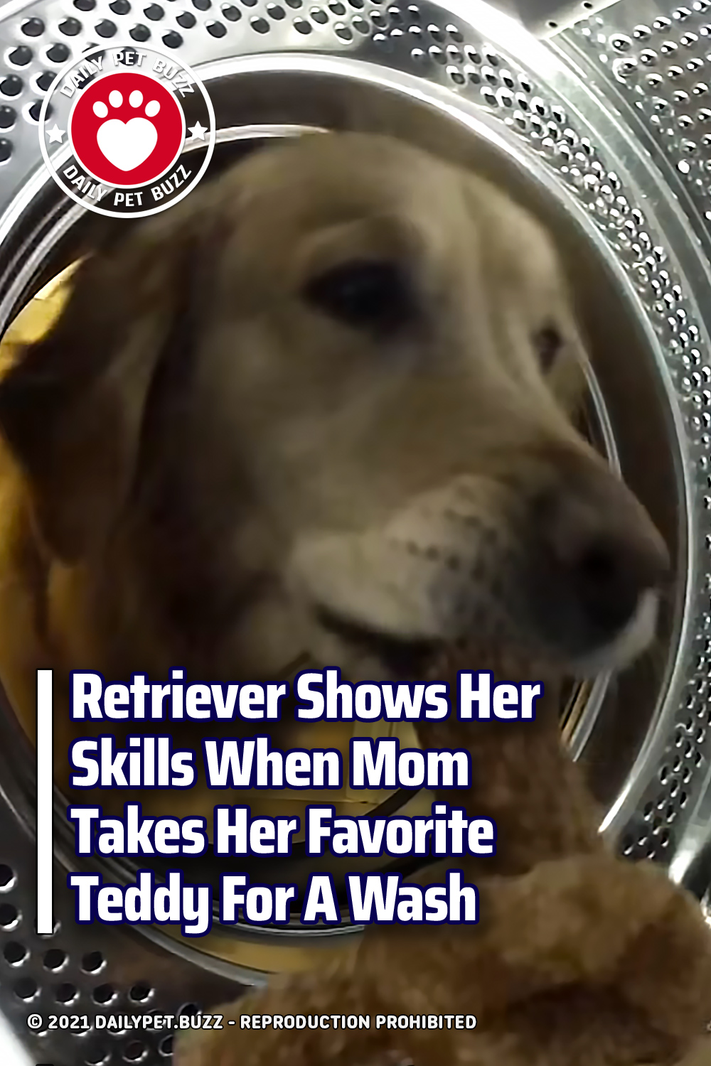 Retriever Shows Her Skills When Mom Takes Her Favorite Teddy For A Wash