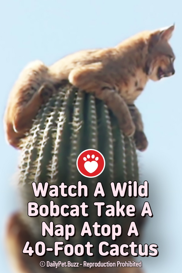 Watch A Wild Bobcat Take A Nap Atop A 40-Foot Cactus