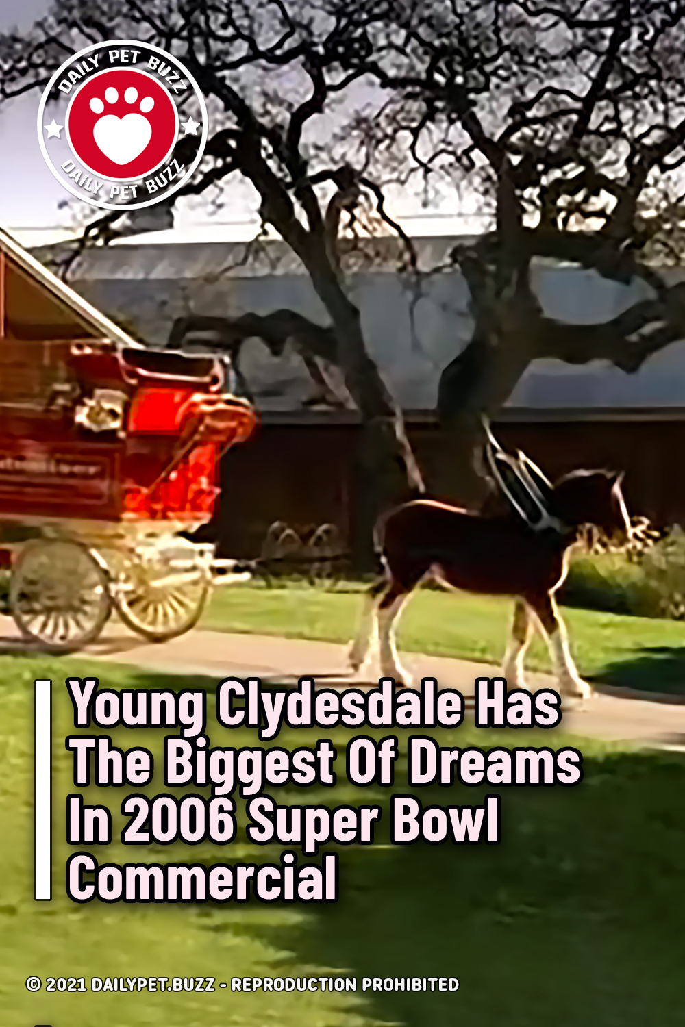 Young Clydesdale Has The Biggest Of Dreams In 2006 Super Bowl Commercial