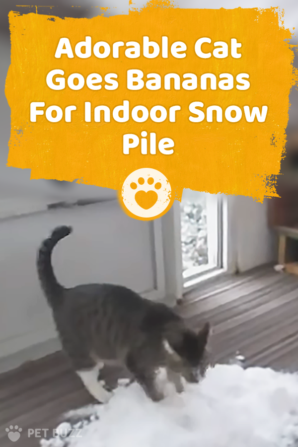 Adorable Cat Goes Bananas For Indoor Snow Pile