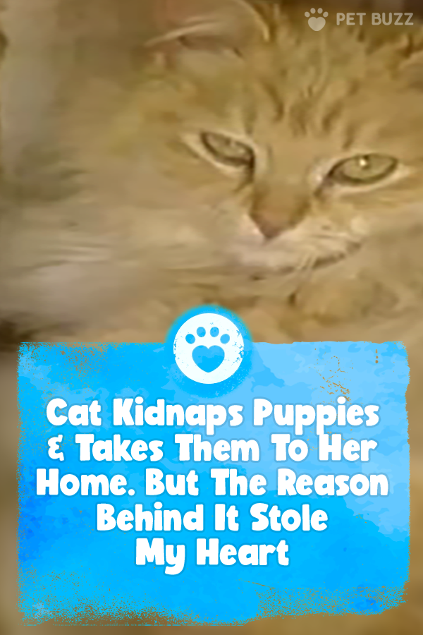 Cat Kidnaps Puppies & Takes Them To Her Home. But The Reason Behind It Stole My Heart