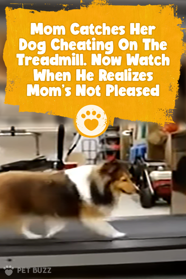 Mom Catches Her Dog Cheating On The Treadmill. Now Watch When He Realizes Mom\'s Not Pleased
