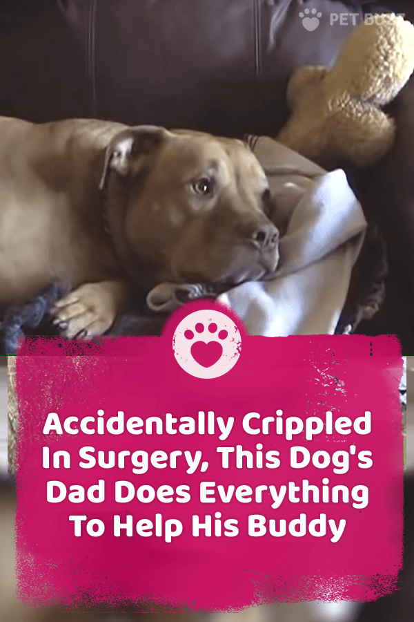 Accidentally Crippled In Surgery, This Dog\'s Dad Does Everything To Help His Buddy