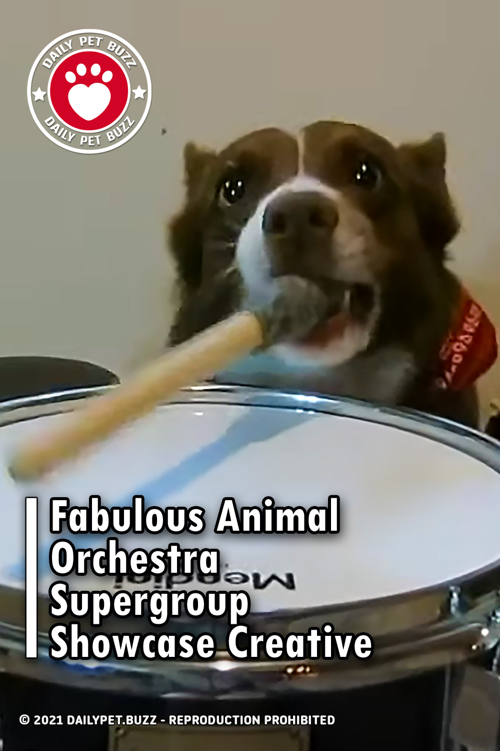 Fabulous Animal Orchestra Supergroup Showcase Creative