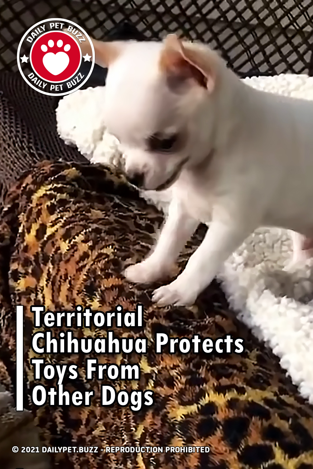 Territorial Chihuahua Protects Toys From Other Dogs