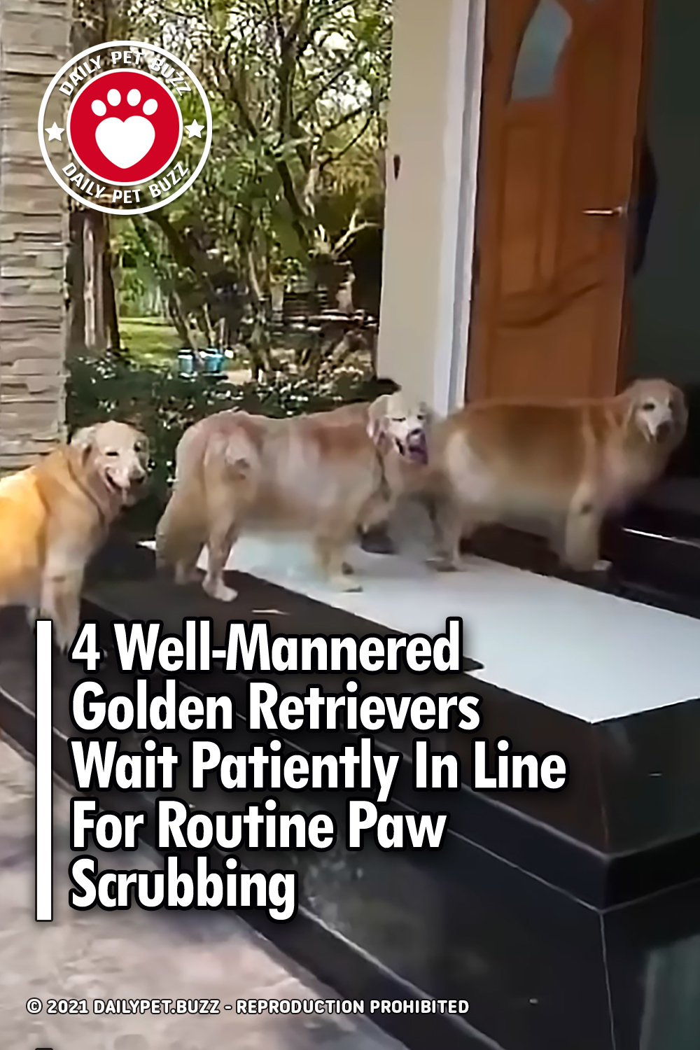 4 Well-Mannered Golden Retrievers Wait Patiently In Line For Routine Paw Scrubbing