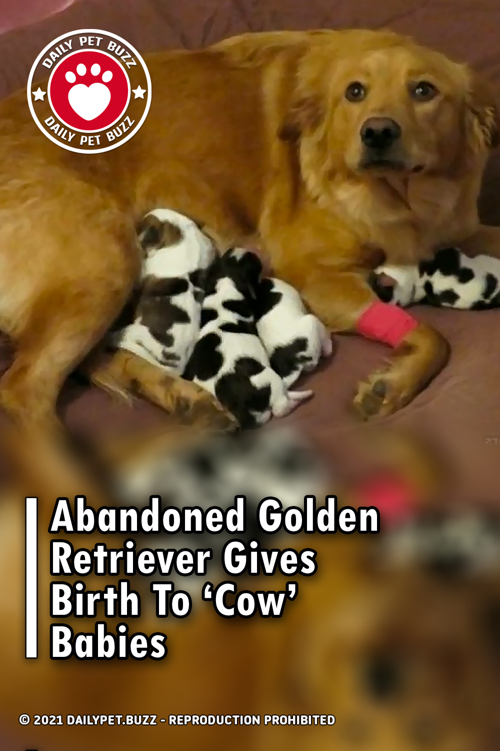 Abandoned Golden Retriever Gives Birth To ‘Cow’ Babies