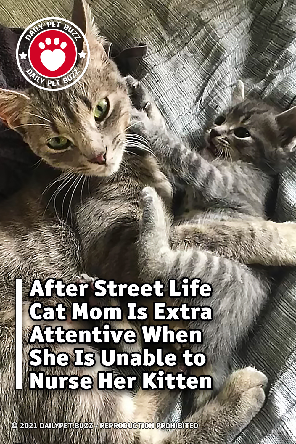 After Street Life Cat Mom Is Extra Attentive When She Is Unable to Nurse Her Kitten
