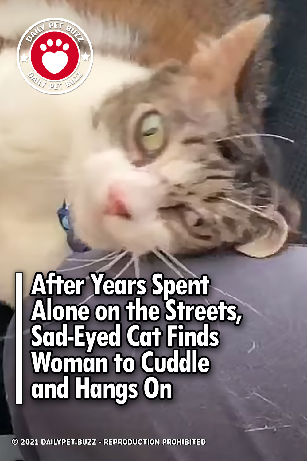 After Years Spent Alone on the Streets, Sad-Eyed Cat Finds Woman to Cuddle and Hangs On