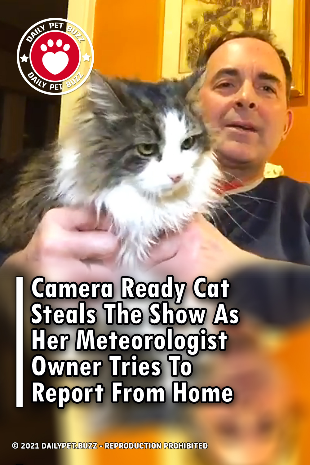 Camera Ready Cat Steals The Show As Her Meteorologist Owner Tries To Report From Home