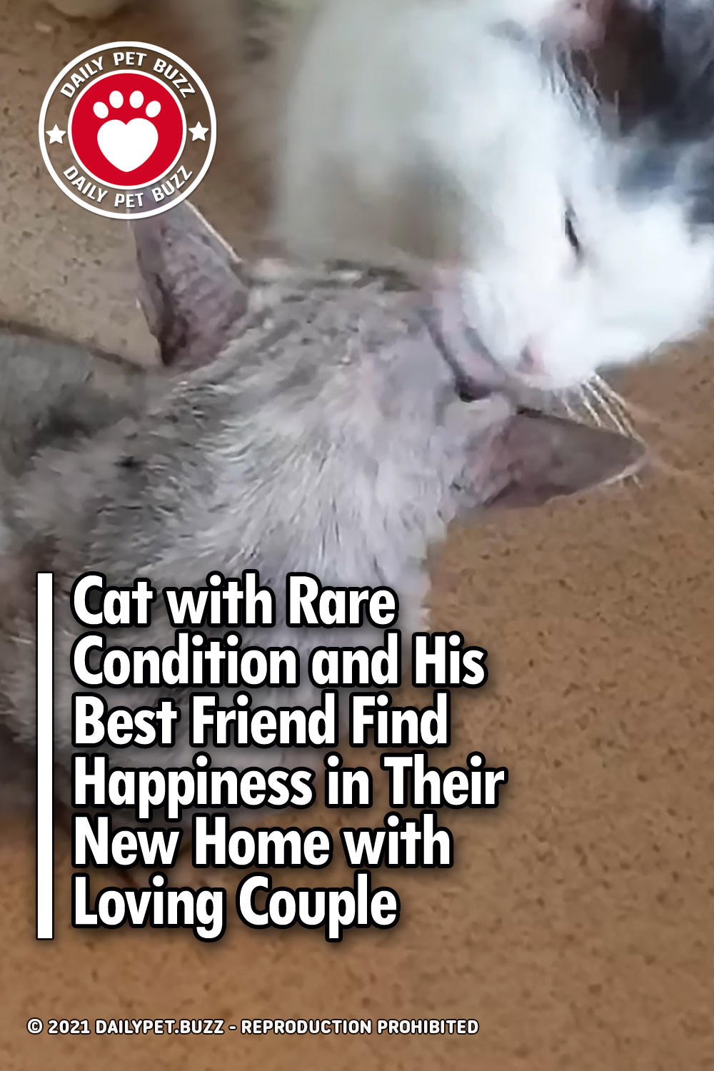Cat with Rare Condition and His Best Friend Find Happiness in Their New Home with Loving Couple