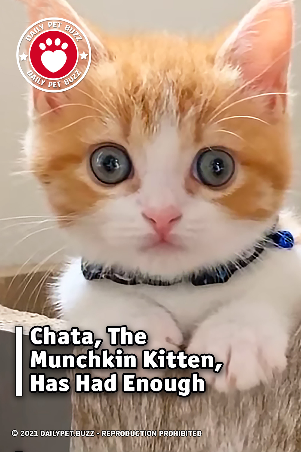 Chata, The Munchkin Kitten, Has Had Enough