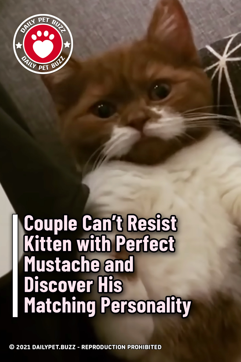 Couple Can’t Resist Kitten with Perfect Mustache and Discover His Matching Personality