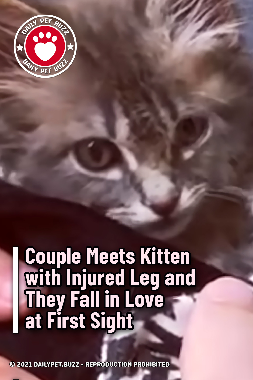 Couple Meets Kitten with Injured Leg and They Fall in Love at First Sight
