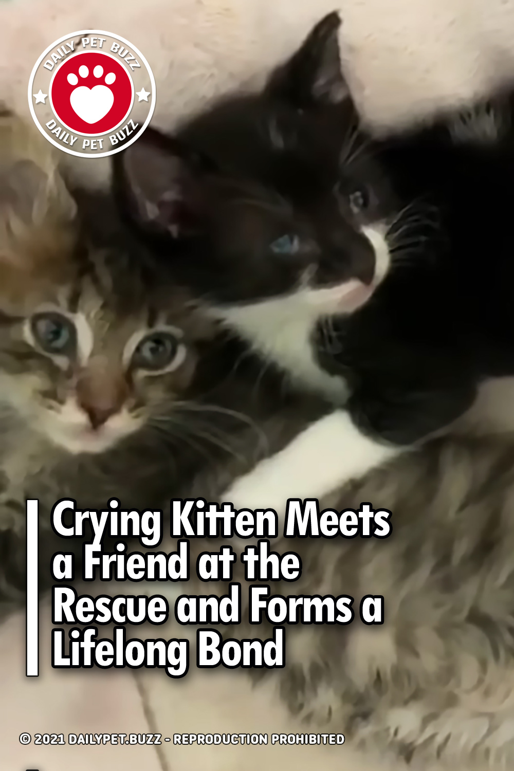 Crying Kitten Meets a Friend at the Rescue and Forms a Lifelong Bond