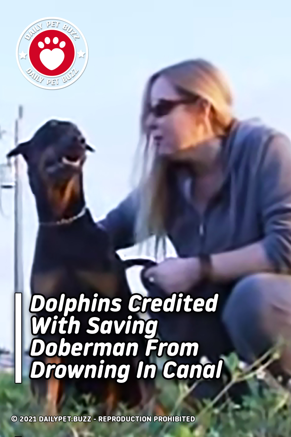 Dolphins Credited With Saving Doberman From Drowning In Canal