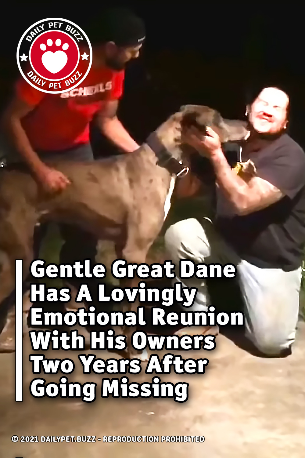 Gentle Great Dane Has A Lovingly Emotional Reunion With His Owners Two Years After Going Missing