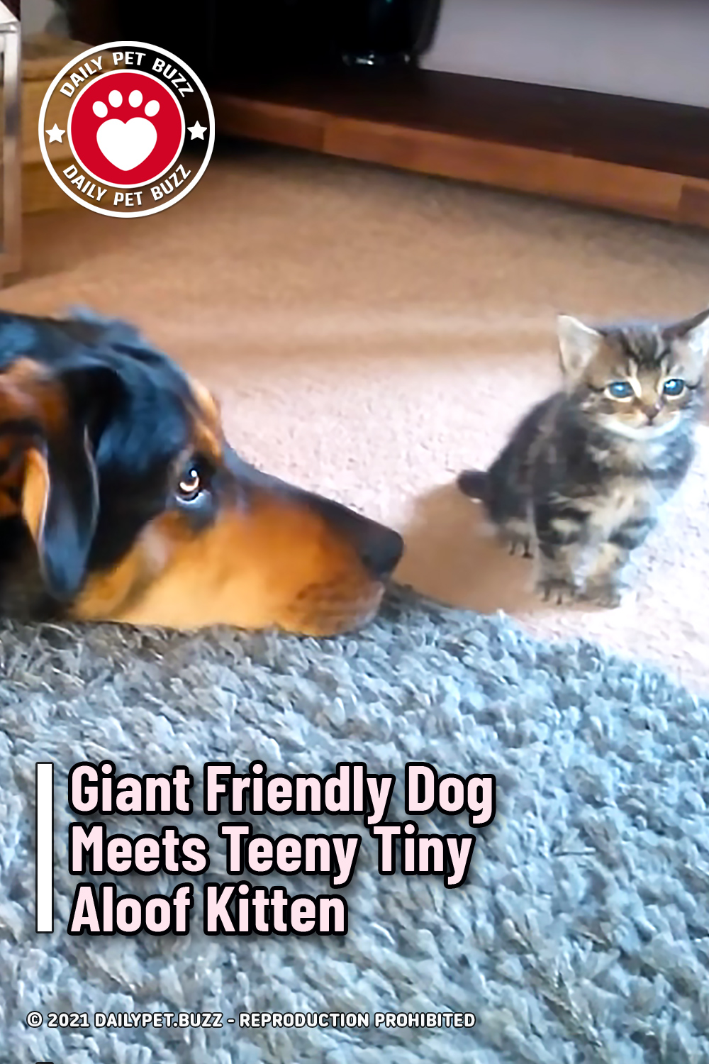 Giant Friendly Dog Meets Teeny Tiny Aloof Kitten