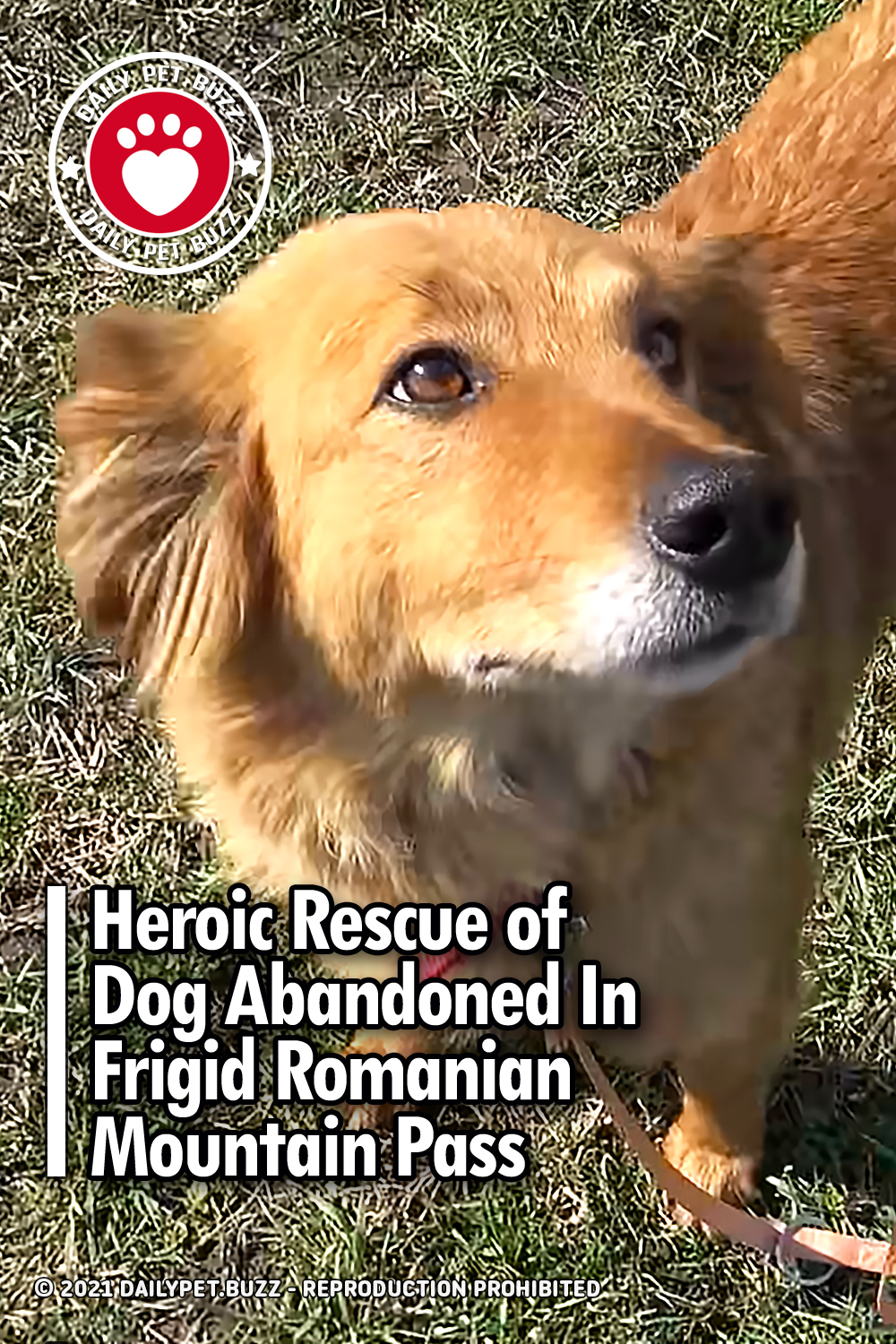 Heroic Rescue of Dog Abandoned In Frigid Romanian Mountain Pass