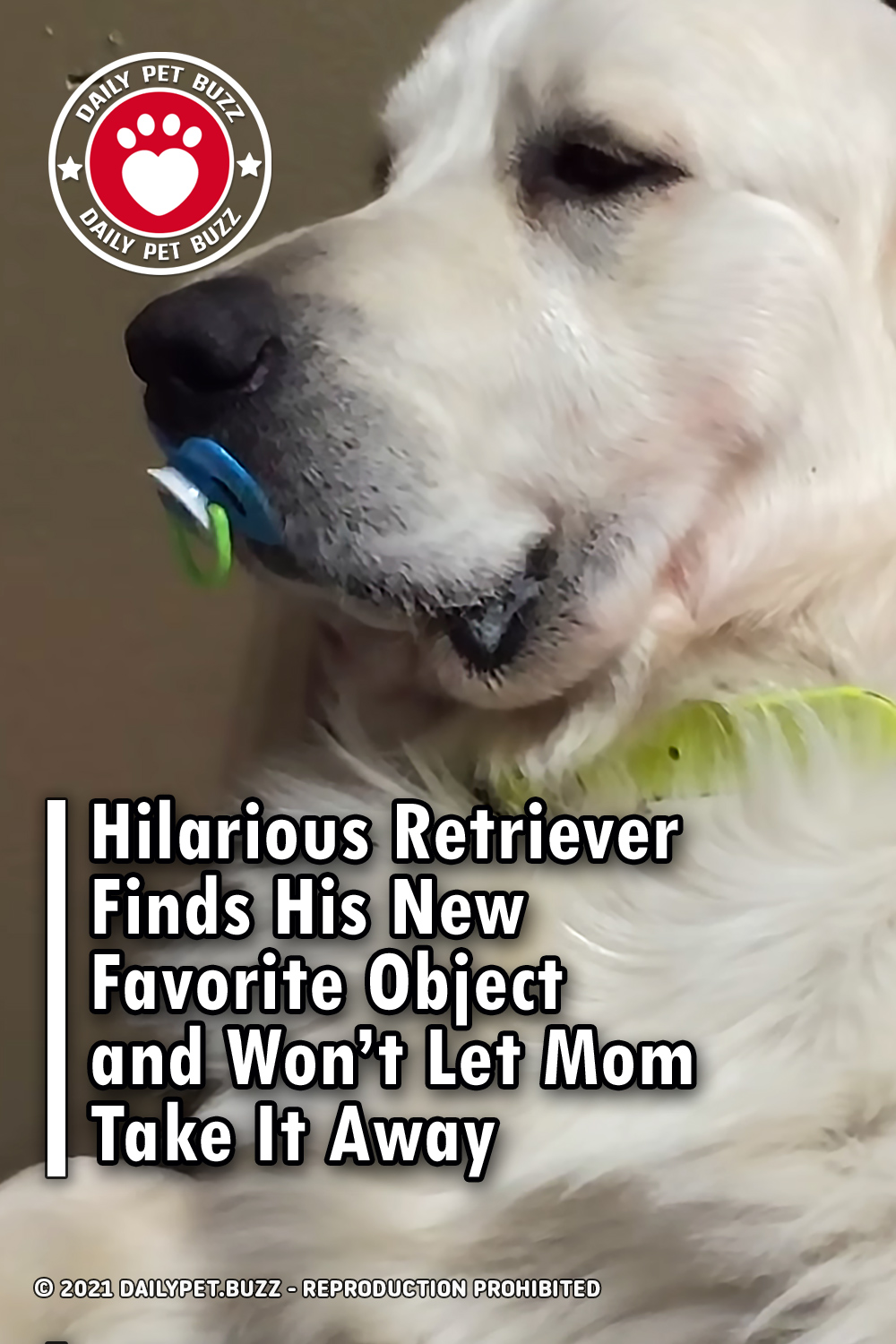 Hilarious Retriever Finds His New Favorite Object and Won’t Let Mom Take It Away