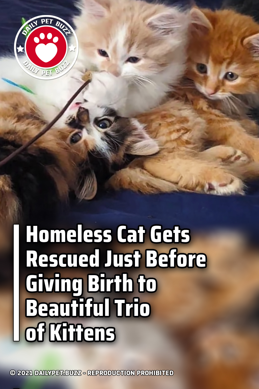 Homeless Cat Gets Rescued Just Before Giving Birth to Beautiful Trio of Kittens