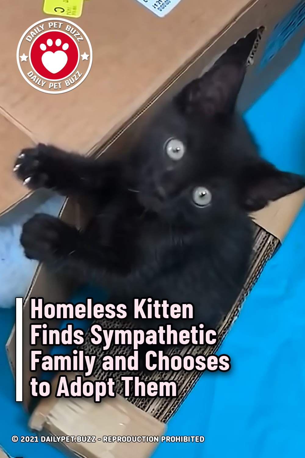 Homeless Kitten Finds Sympathetic Family and Chooses to Adopt Them