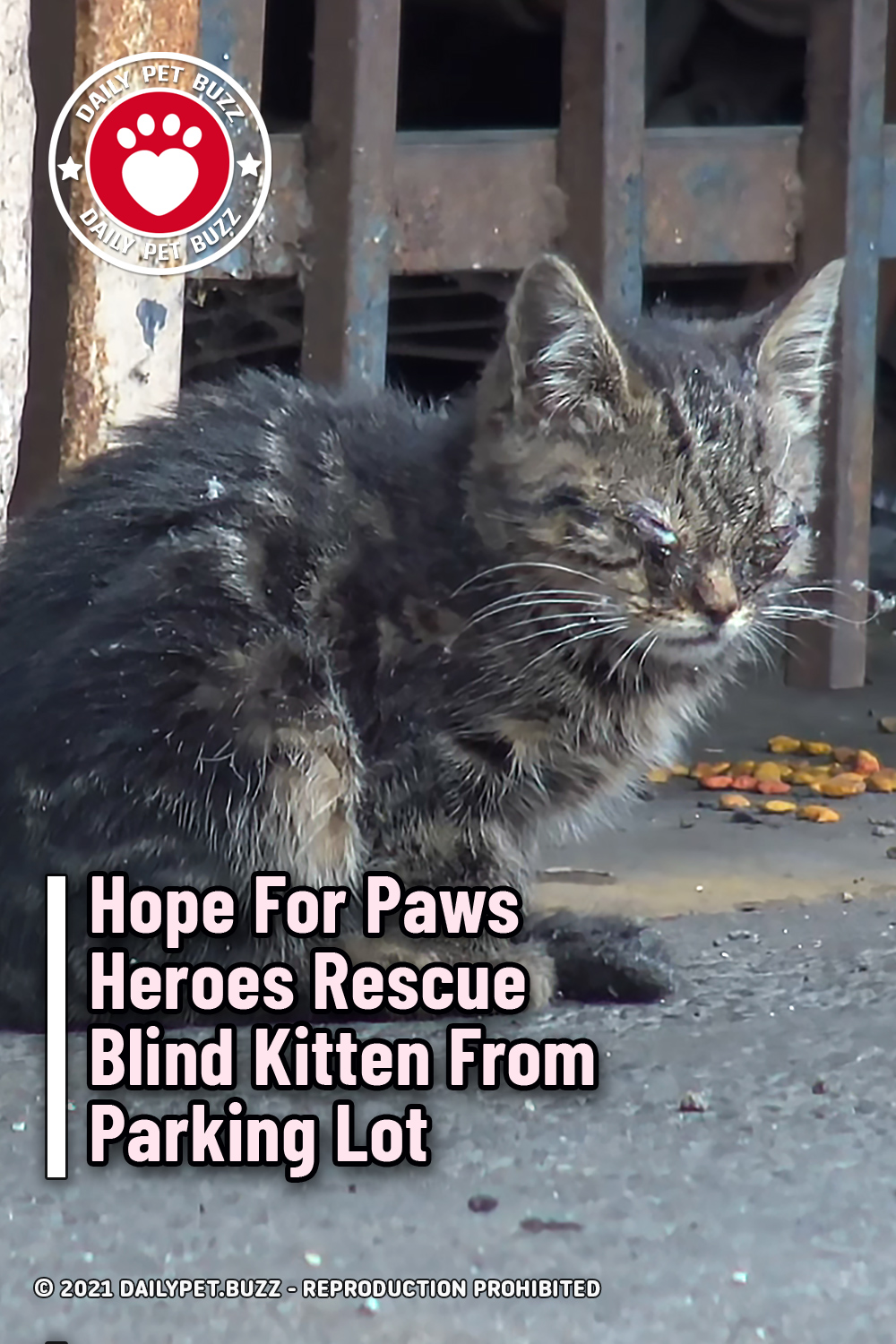 Hope For Paws Heroes Rescue Blind Kitten From Parking Lot