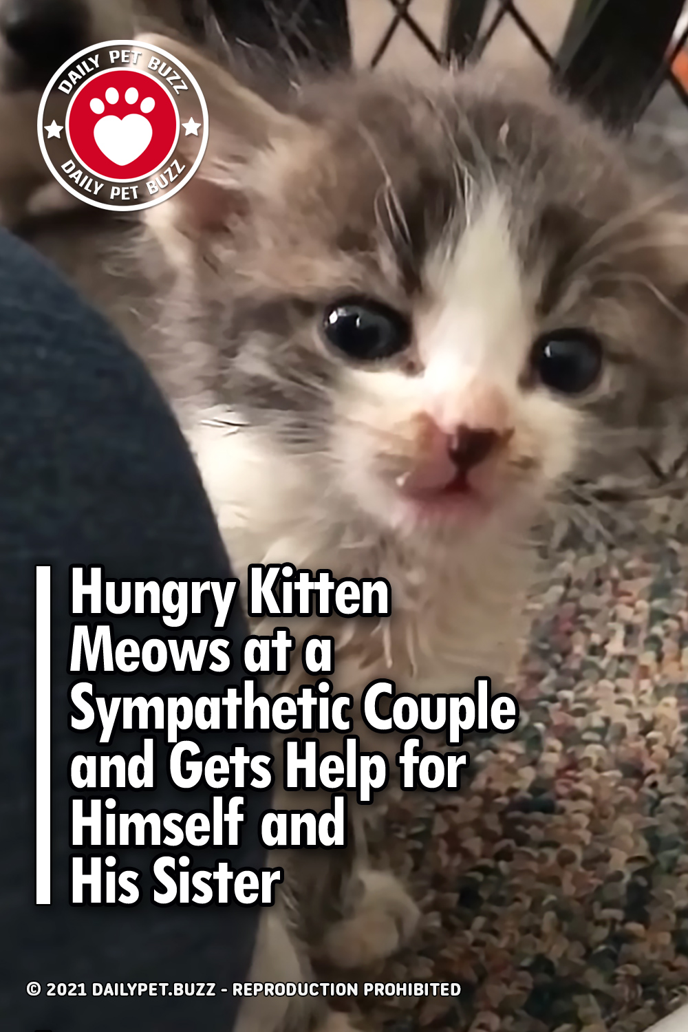 Hungry Kitten Meows at a Sympathetic Couple and Gets Help for Himself and His Sister