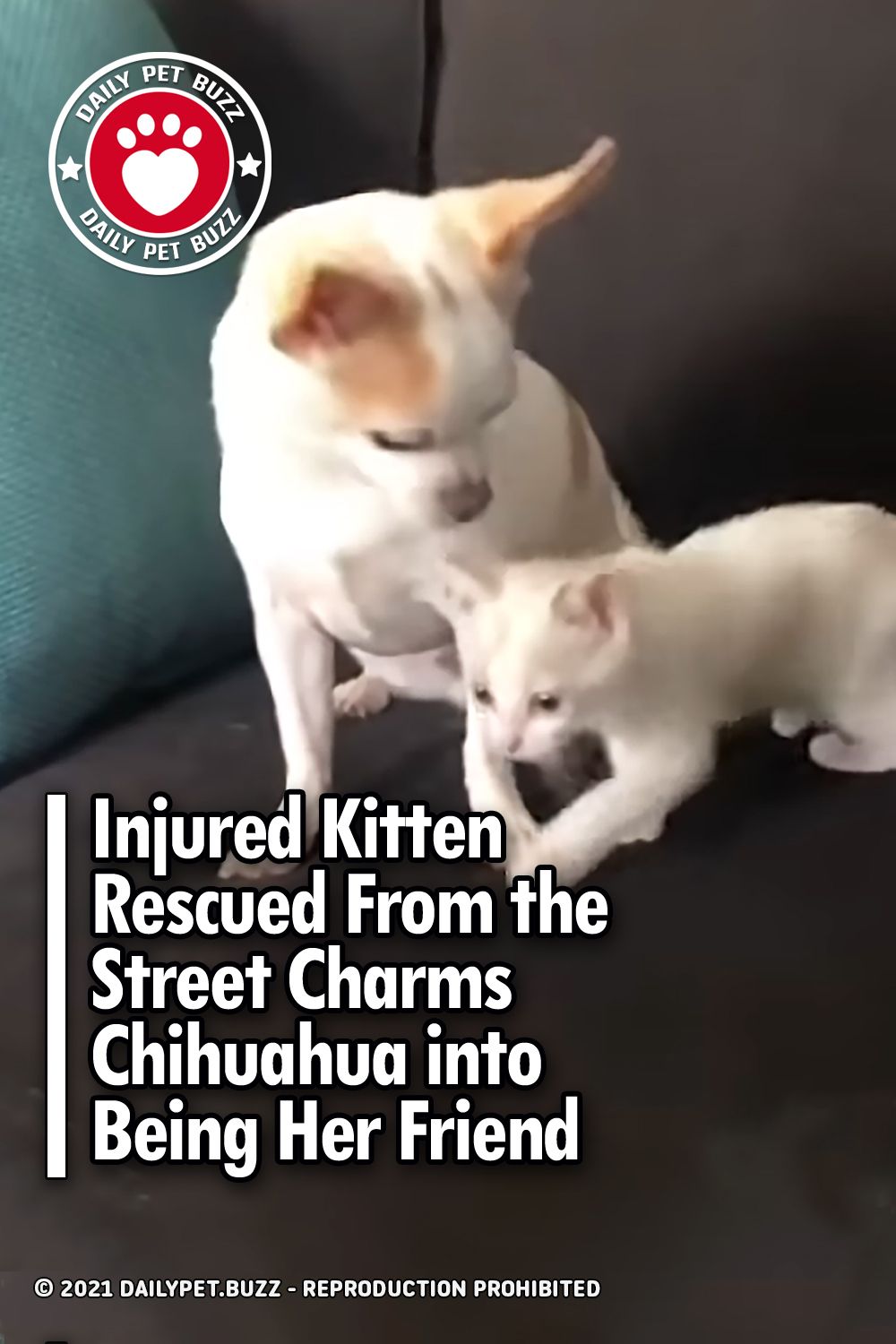Injured Kitten Rescued From the Street Charms Chihuahua into Being Her Friend