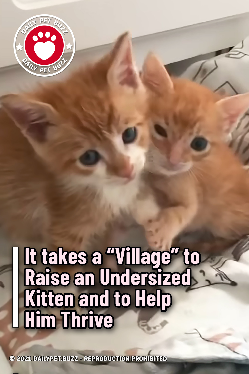 It takes a “Village” to Raise an Undersized Kitten and to Help Him Thrive