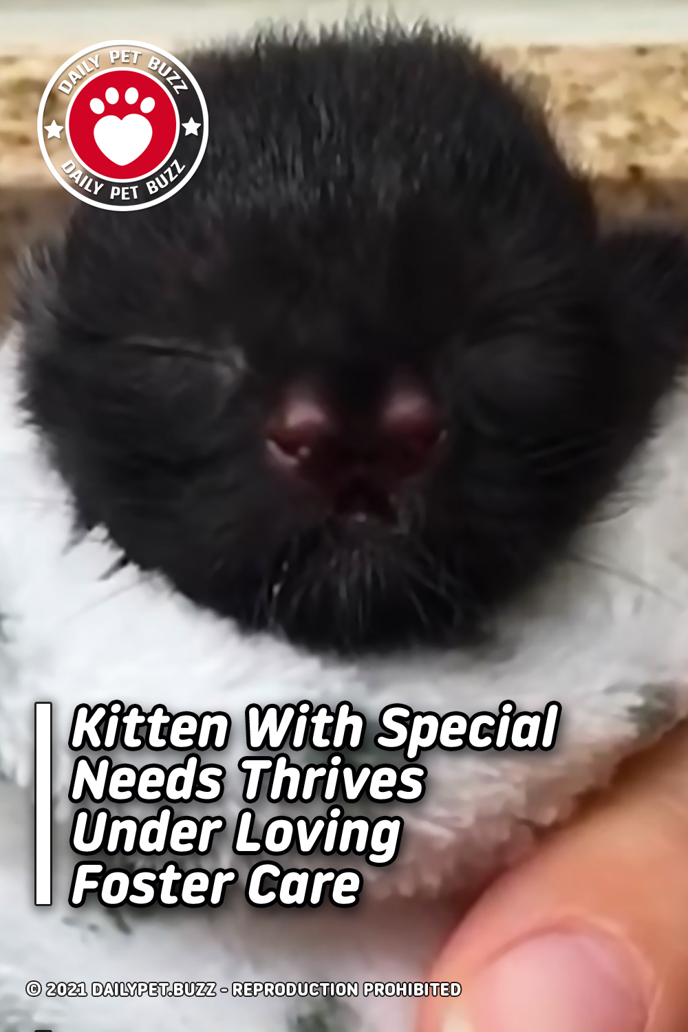Kitten With Special Needs Thrives Under Loving Foster Care