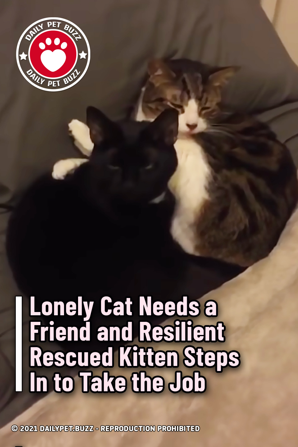 Lonely Cat Needs a Friend and Resilient Rescued Kitten Steps In to Take the Job