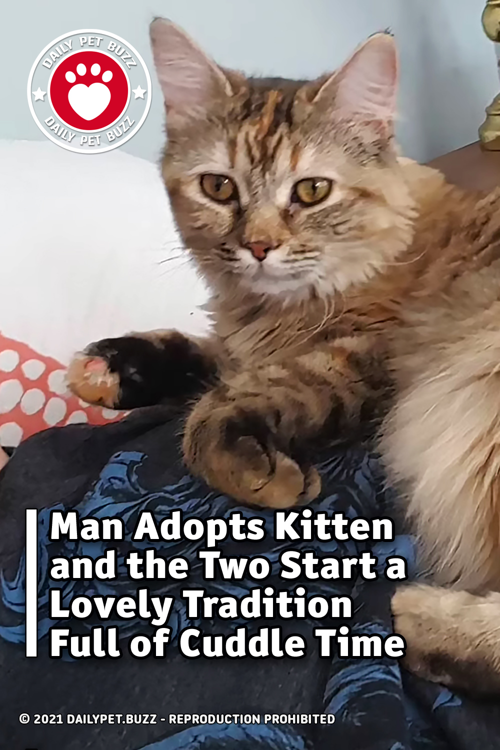 Man Adopts Kitten and the Two Start a Lovely Tradition Full of Cuddle Time