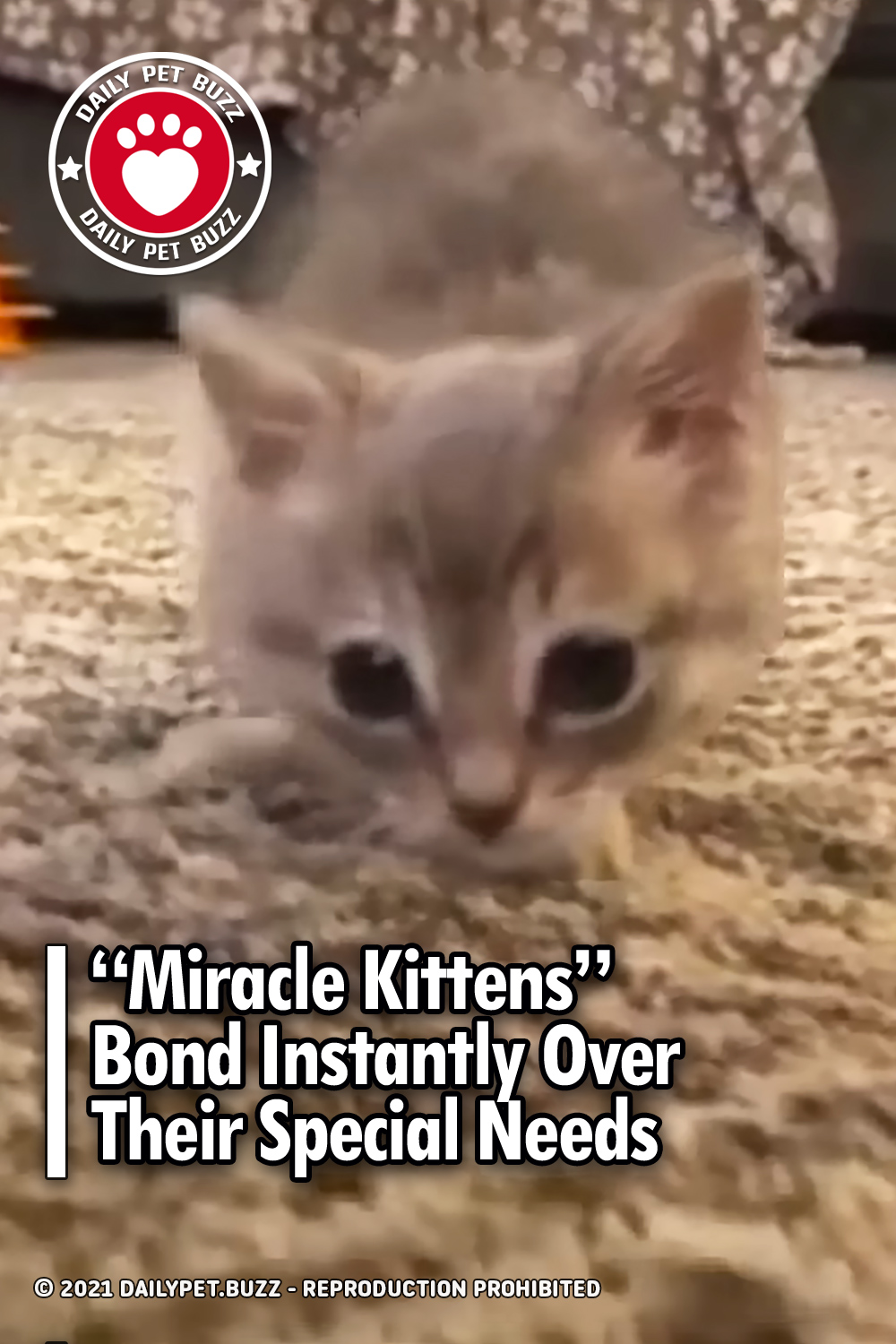 “Miracle Kittens” Bond Instantly Over Their Special Needs