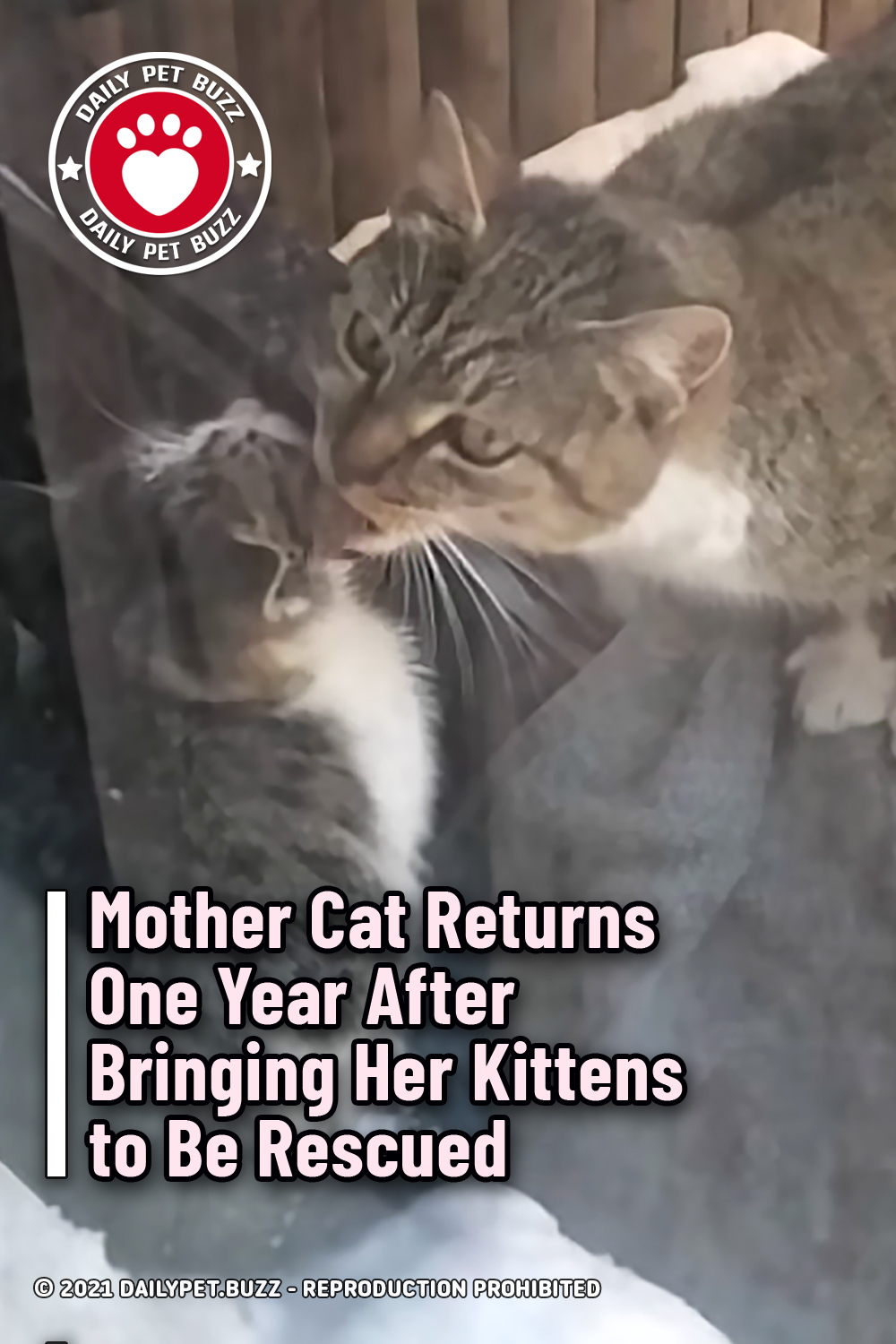 Mother Cat Returns One Year After Bringing Her Kittens to Be Rescued