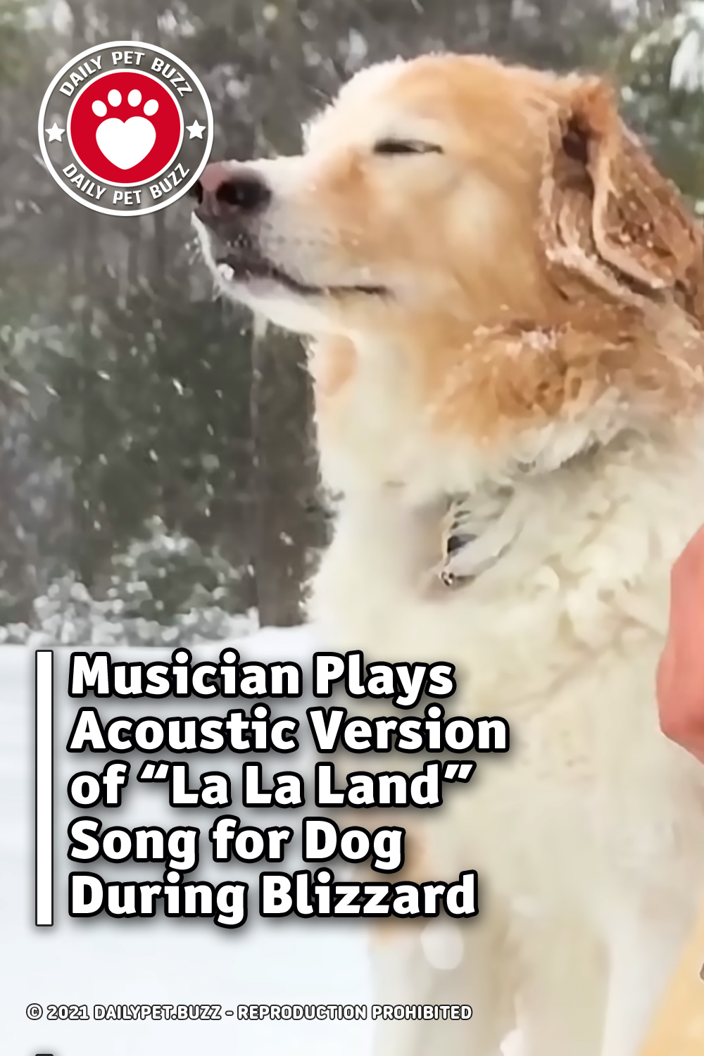 Musician Plays Acoustic Version of “La La Land” Song for Dog During Blizzard