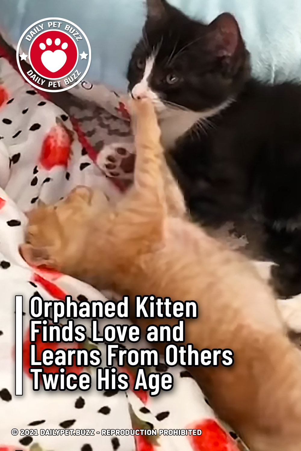 Orphaned Kitten Finds Love and Learns From Others Twice His Age