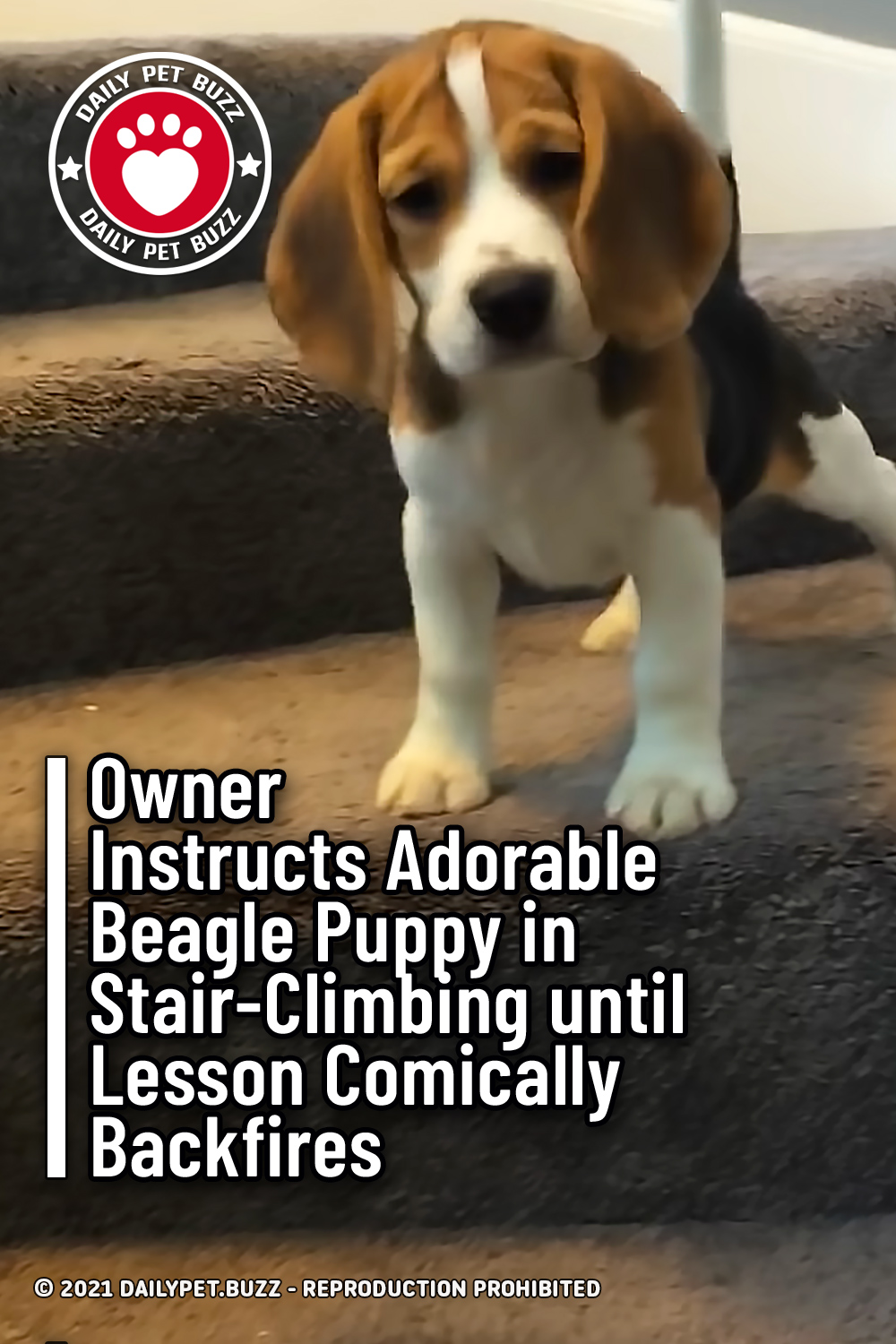 Owner Instructs Adorable Beagle Puppy in Stair-Climbing until Lesson Comically Backfires