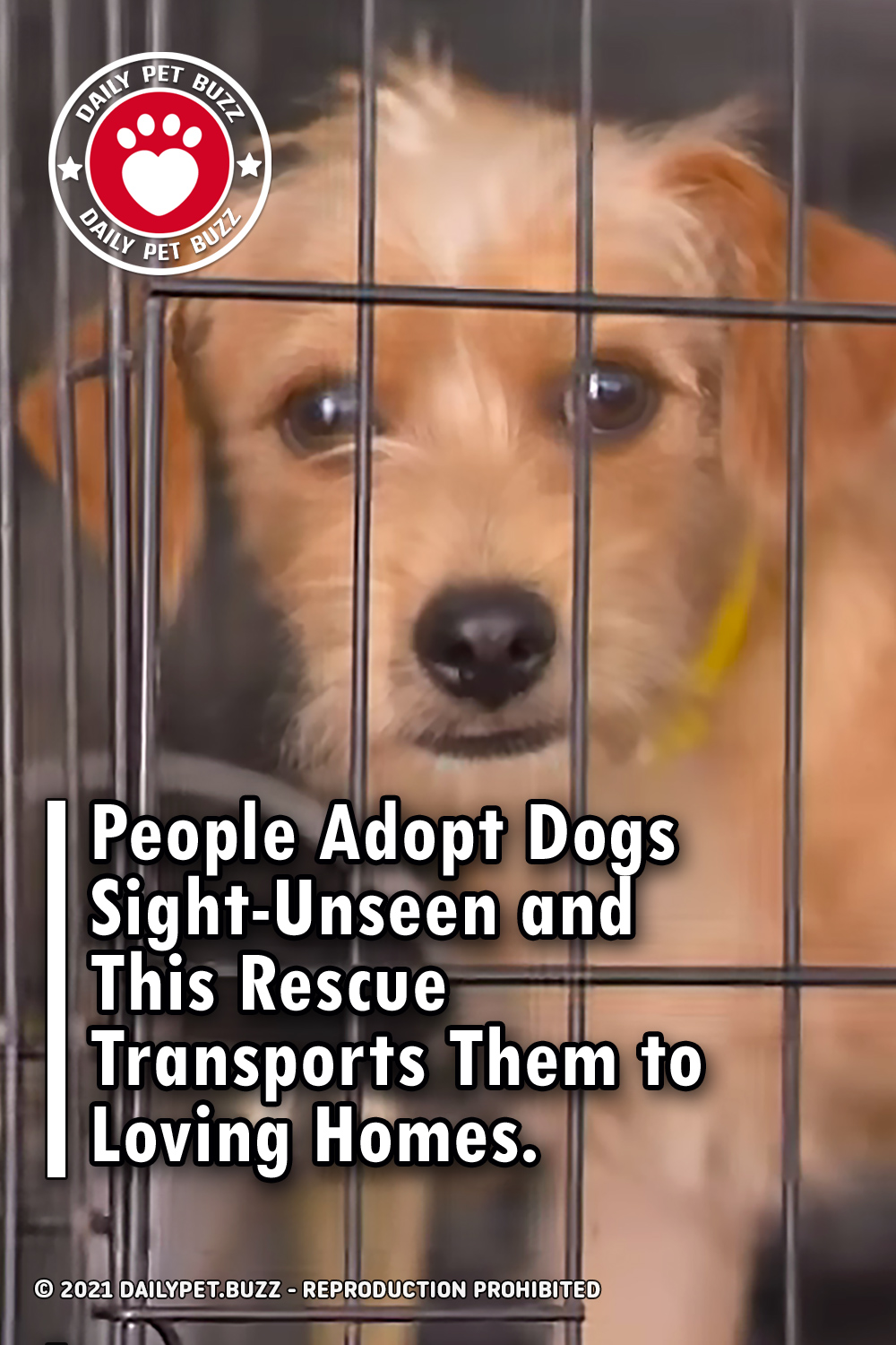 People Adopt Dogs Sight-Unseen and This Rescue Transports Them to Loving Homes.