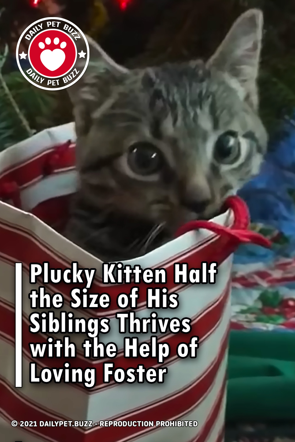 Plucky Kitten Half the Size of His Siblings Thrives with the Help of Loving Foster