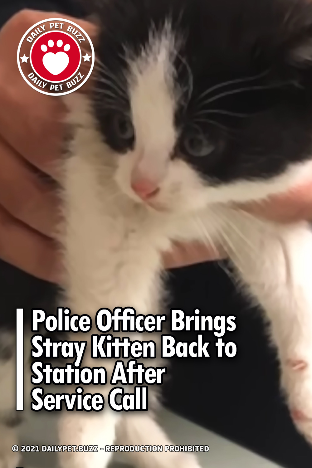 Police Officer Brings Stray Kitten Back to Station After Service Call