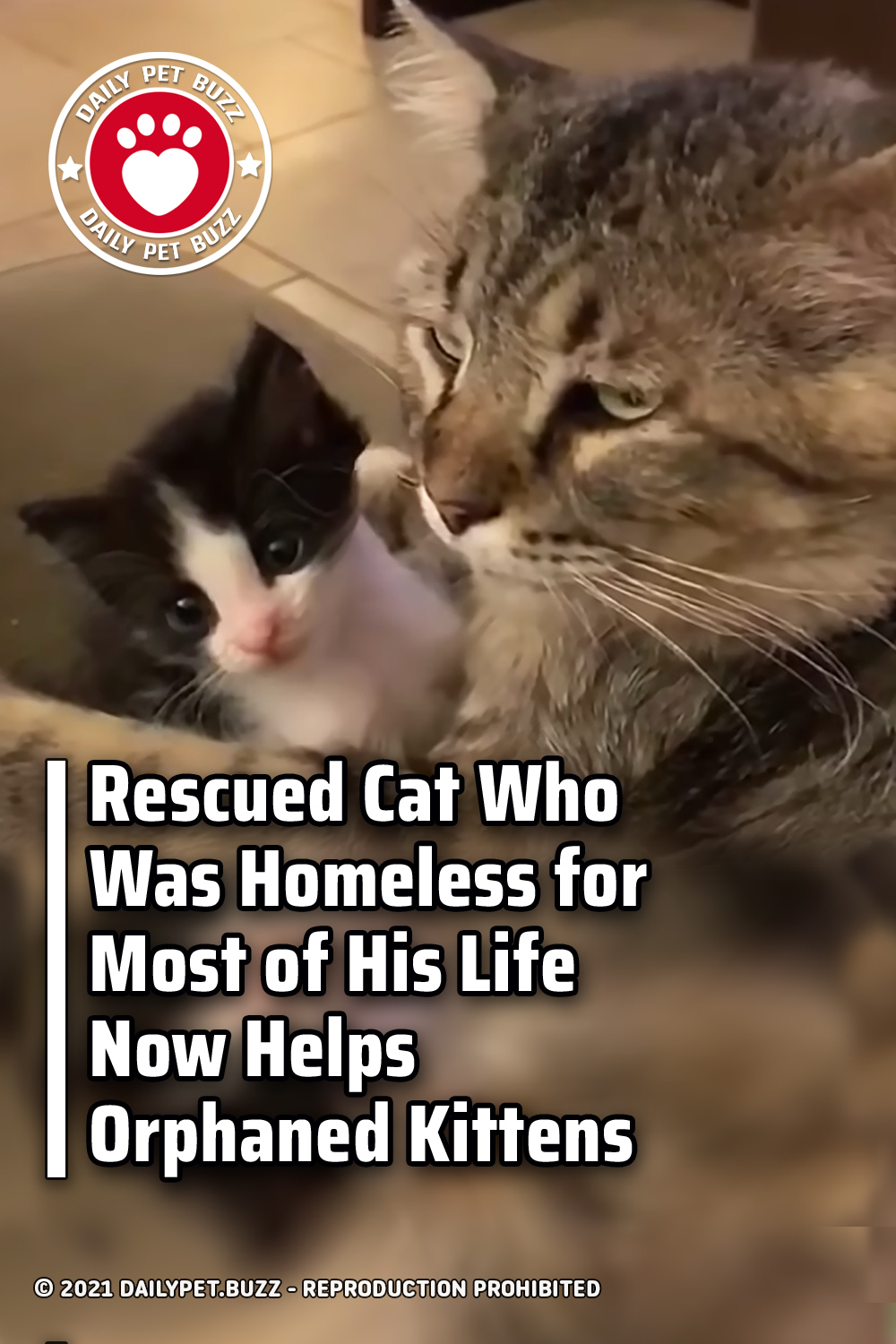 Rescued Cat Who Was Homeless for Most of His Life Now Helps Orphaned Kittens