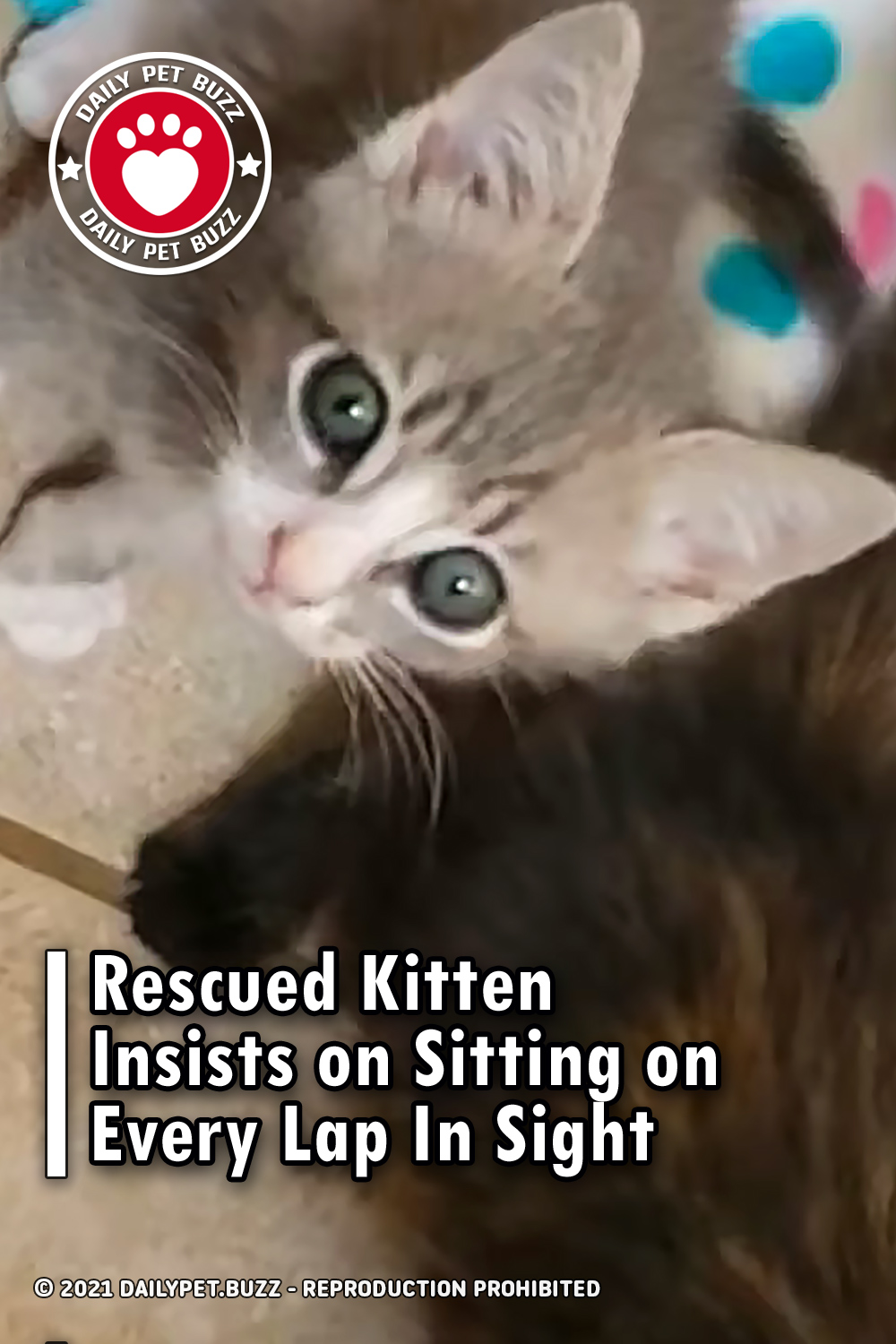 Rescued Kitten Insists on Sitting on Every Lap In Sight