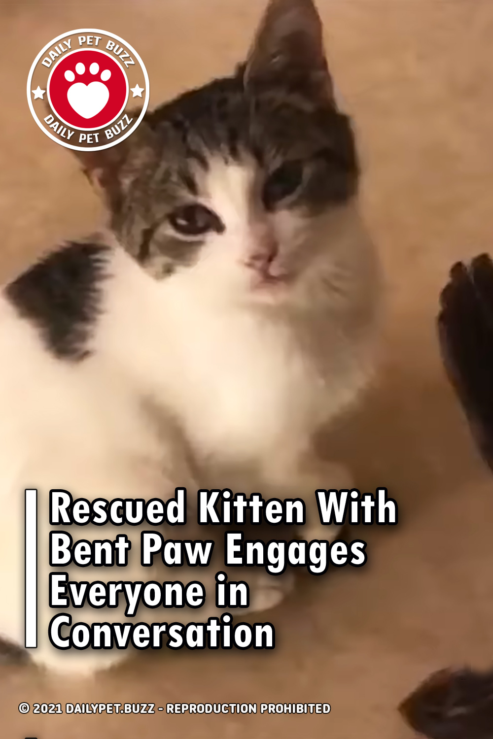 Rescued Kitten With Bent Paw Engages Everyone in Conversation