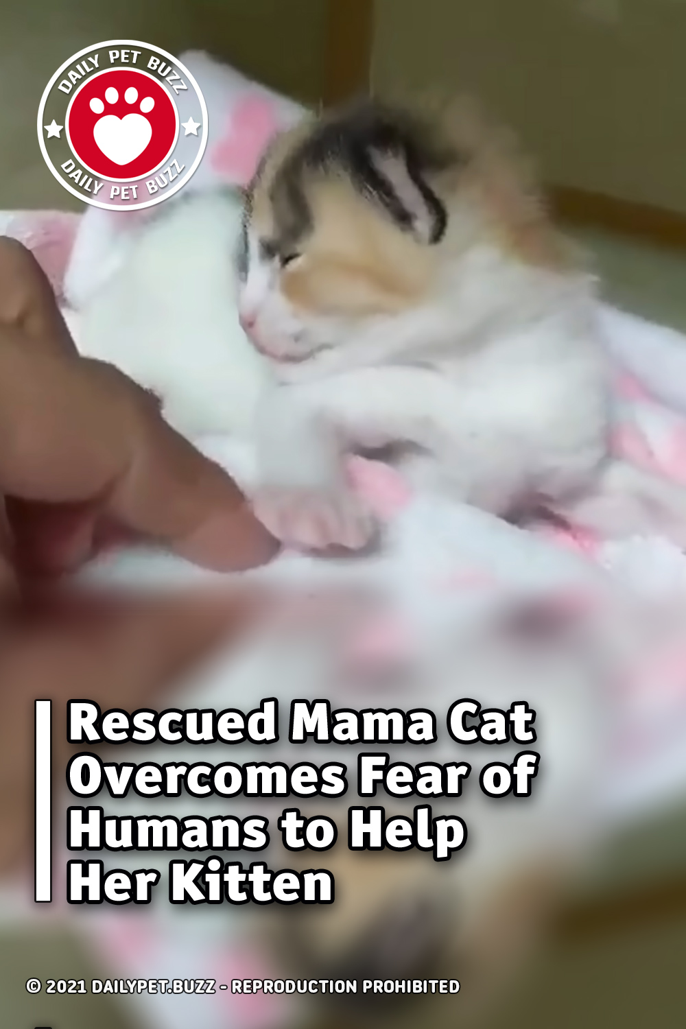 Rescued Mama Cat Overcomes Fear of Humans to Help Her Kitten