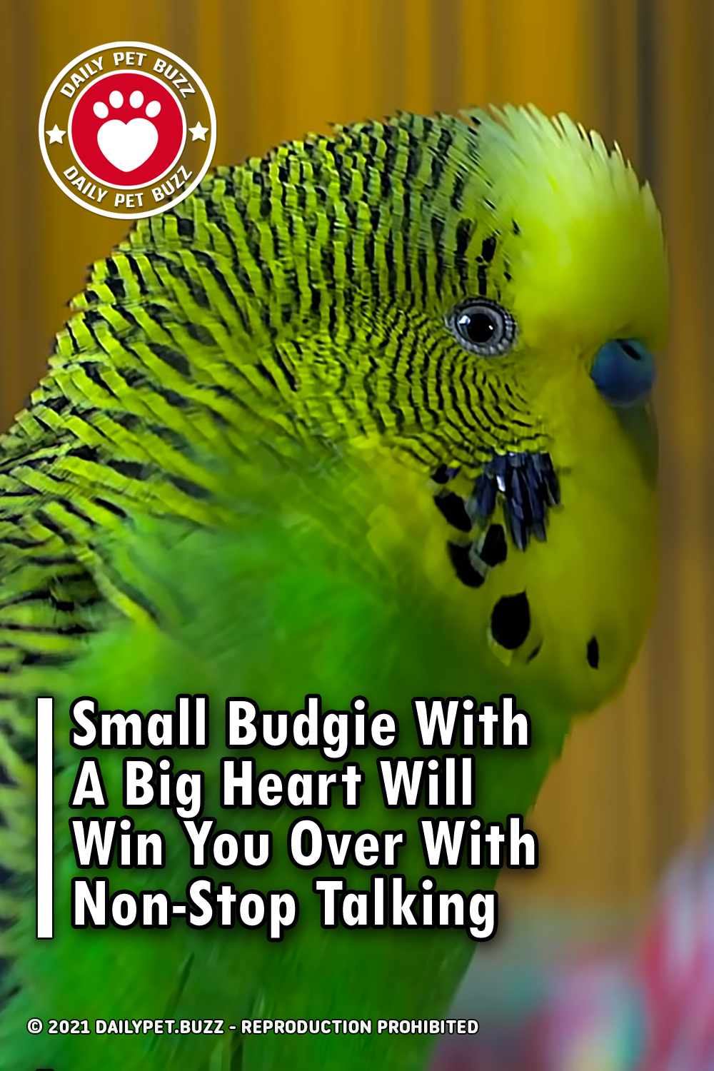 Small Budgie With A Big Heart Will Win You Over With Non-Stop Talking